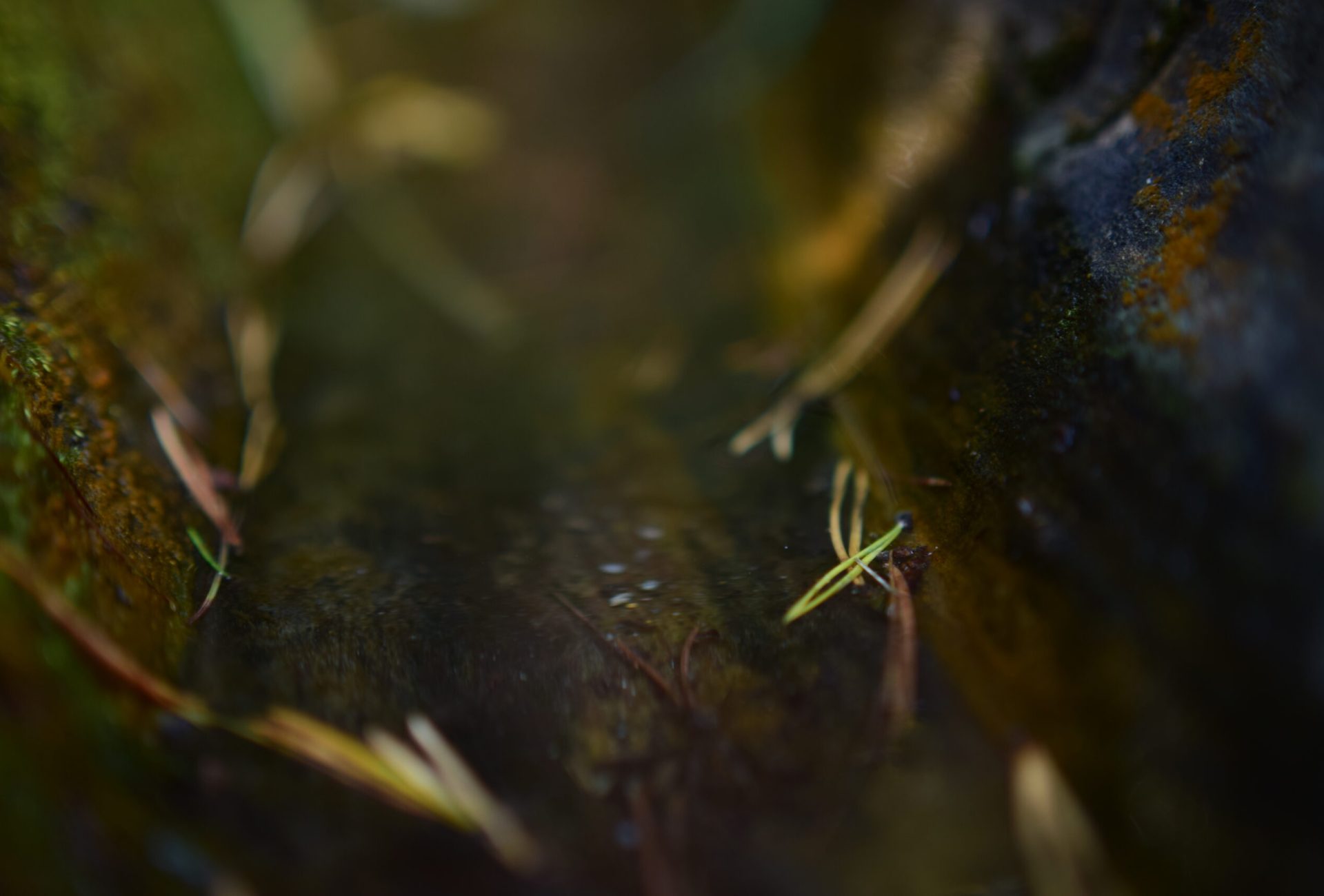 Micro